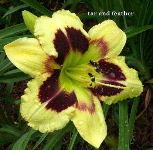TAR rs